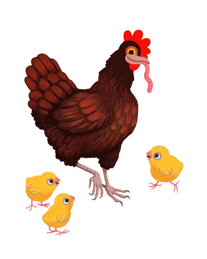 Little Red Hen Catches Worm