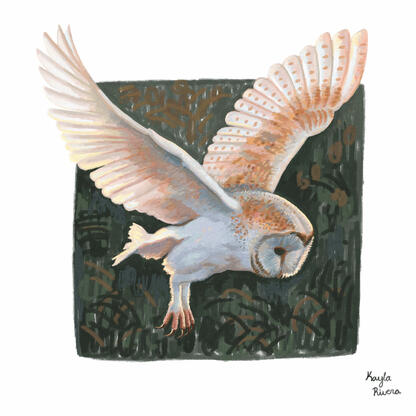 Barn Owl Sketch